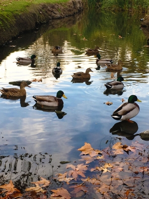 Duckpond
